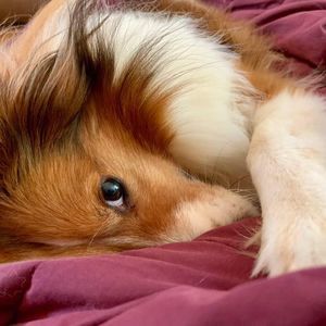 Meet your Posher, Norma